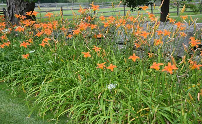how-to-get-rid-of-ditch-lilies