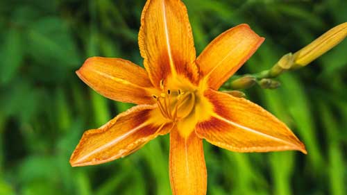 What-Are-Ditch-Lilies