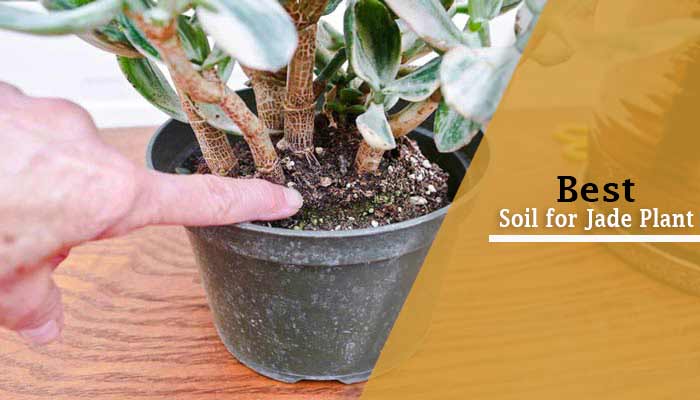Best Soil for Jade Plant